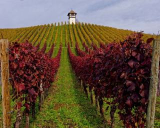 Photo d'illustration : des rangs de vignes sur une colline