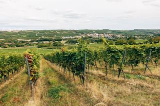 Droit de préemption SAFER et vente d'une vigne en Bourgogne