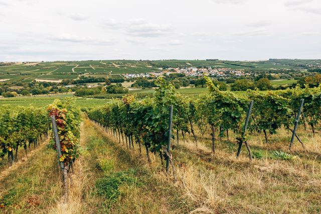 Quand la SAFER s'invite dans la vente d'une terre ou d'une vigne Quand la SAFER s'invite dans la vente d'une terre ou d'une vigne